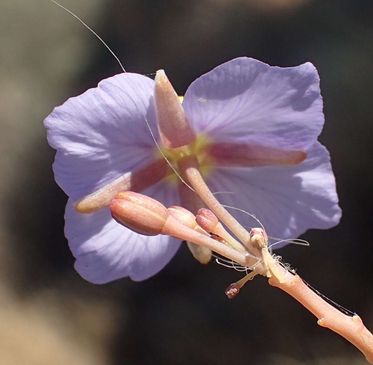 Imagem de Heliophila trifurca Burch. ex DC.