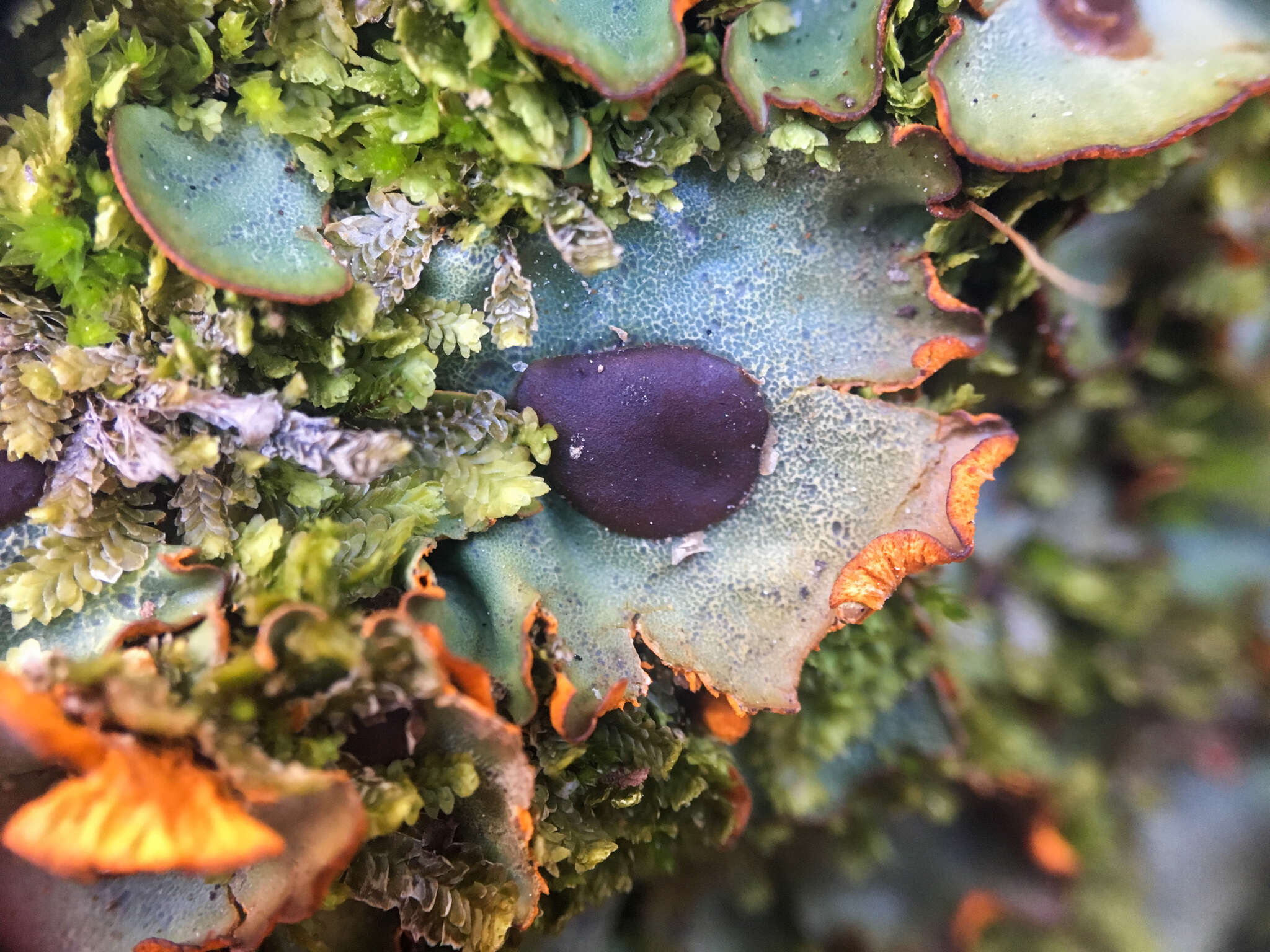 Image of chocolate chip lichen