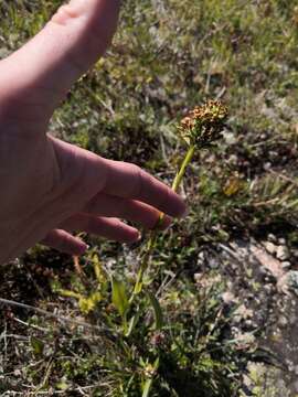 Plancia ëd Traunsteinera sphaerica (M. Bieb.) Schltr.