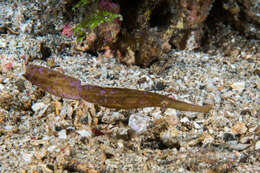 Image of Ghost pipefish