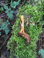 Image of Ophiocordyceps melolonthae (Tul. & C. Tul.) G. H. Sung, J. M. Sung, Hywel-Jones & Spatafora 2007