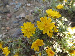 Image of Oedera humilis (Less.) N. G. Bergh