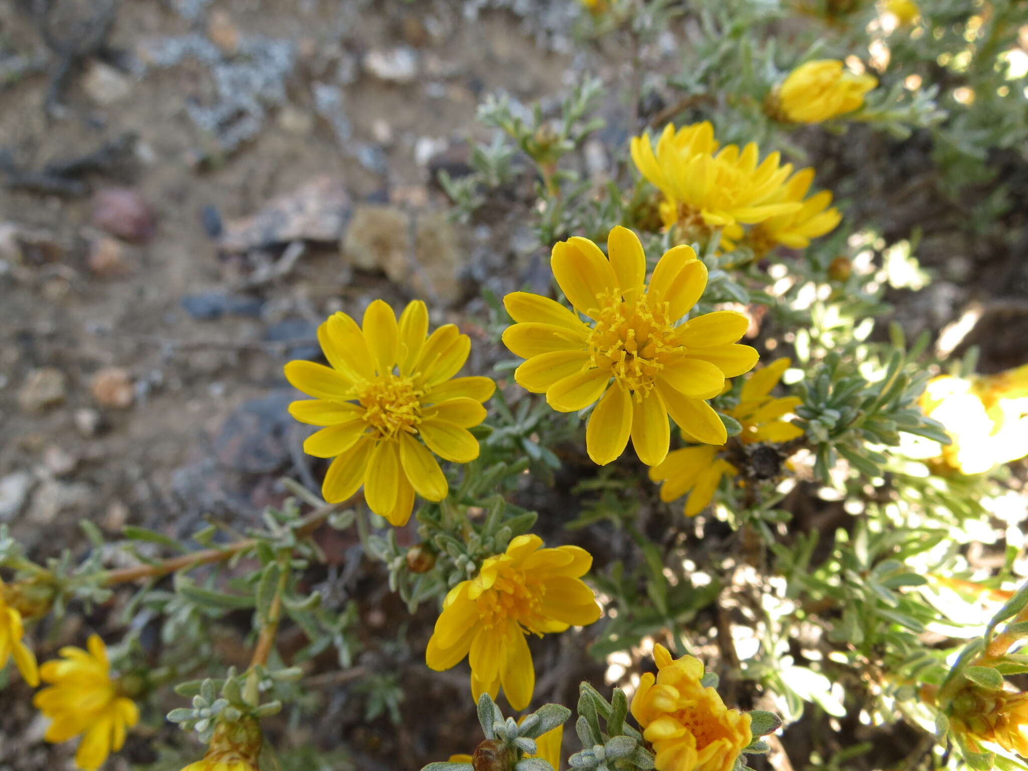 Image of Oedera humilis (Less.) N. G. Bergh