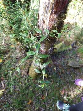 Prinsepia scandens Hayata的圖片