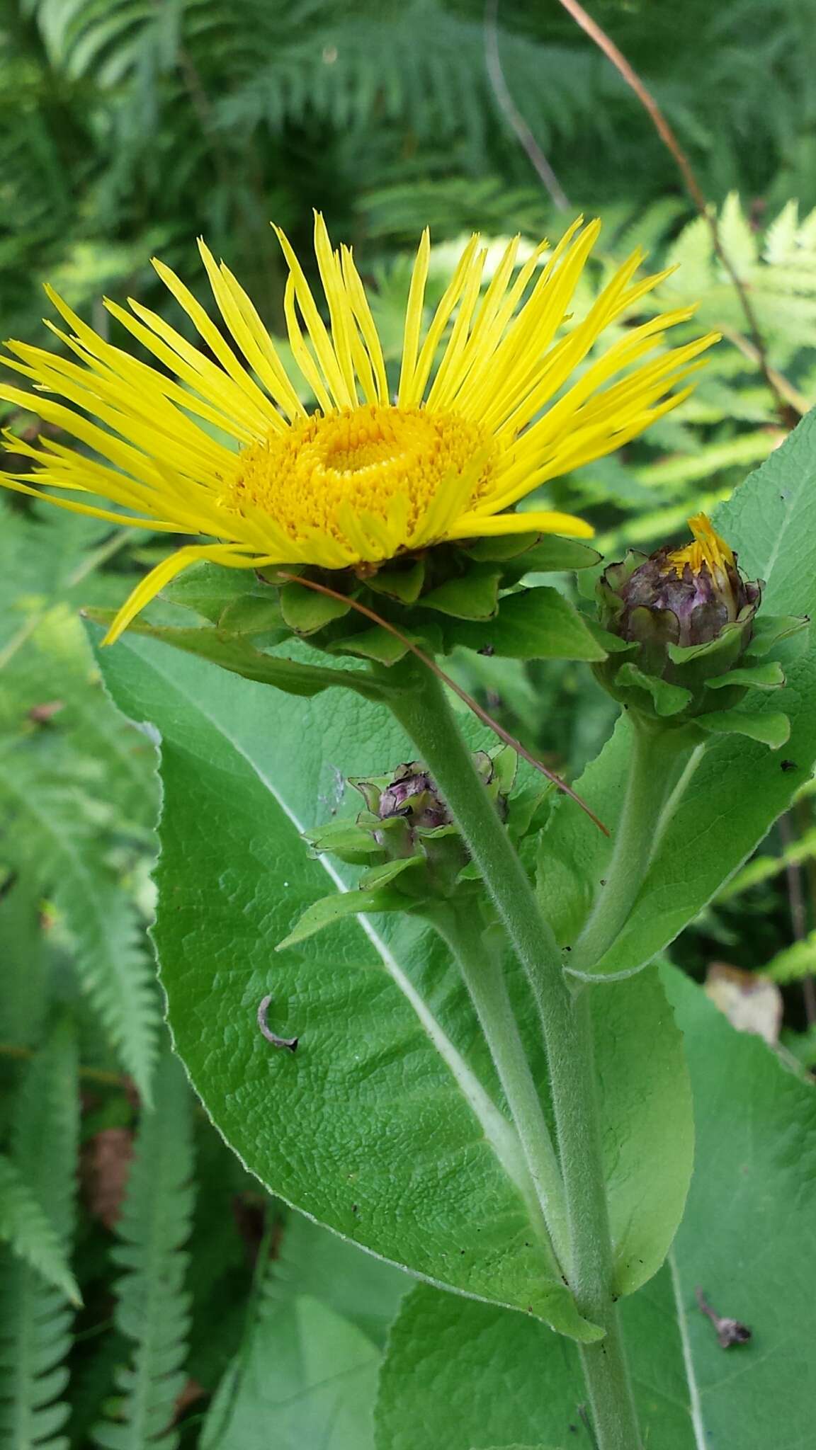 Inula helenium L. resmi