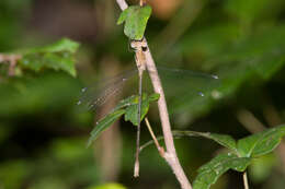 Sivun Lestes sigma Calvert 1901 kuva