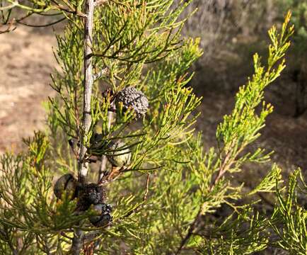 Слика од Callitris verrucosa (A. Cunn. ex Endl.) F. Muell.