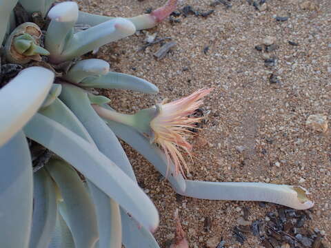 Imagem de Cheiridopsis denticulata (Haw.) N. E. Br.