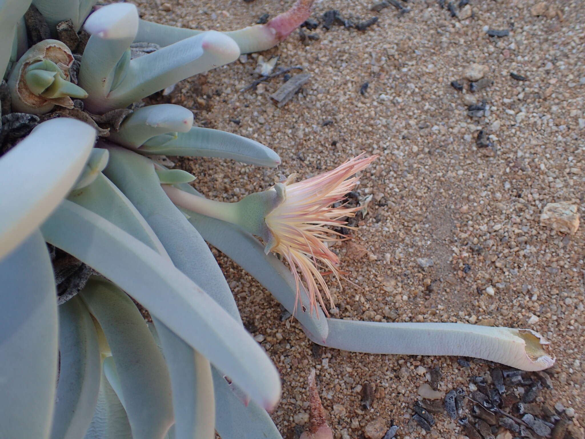 Plancia ëd Cheiridopsis denticulata (Haw.) N. E. Br.