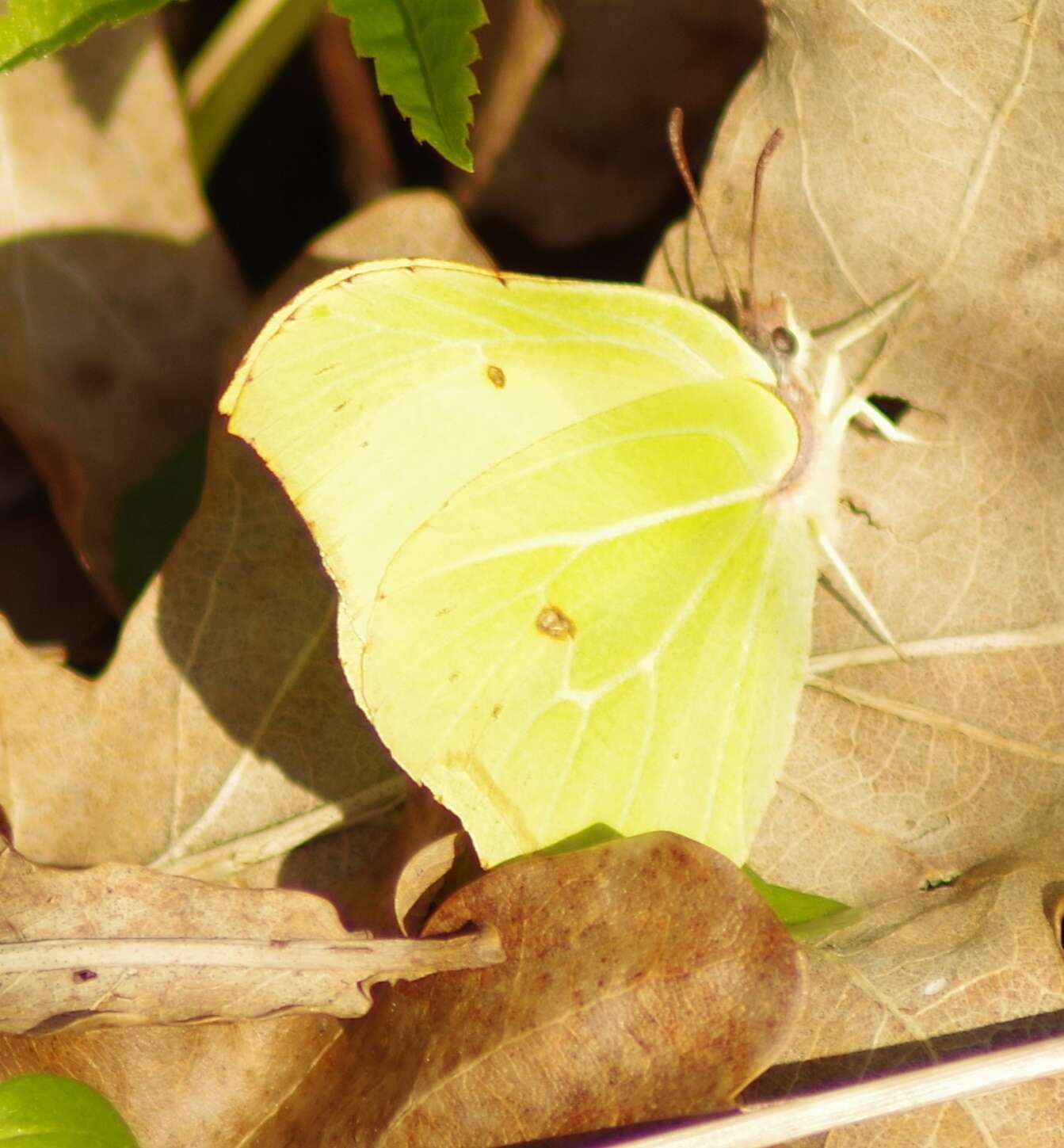 Imagem de Gonepteryx rhamni (Linnaeus 1758)