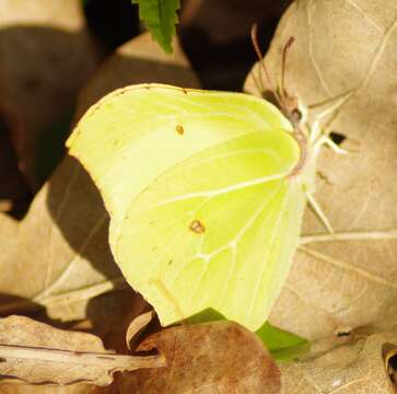 Imagem de Gonepteryx rhamni (Linnaeus 1758)