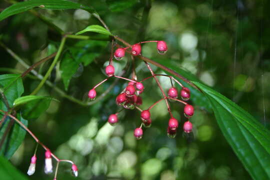 Image de Miconia cornoides