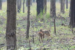 Image of golden jackal