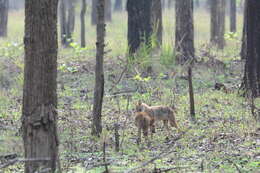 Image of golden jackal