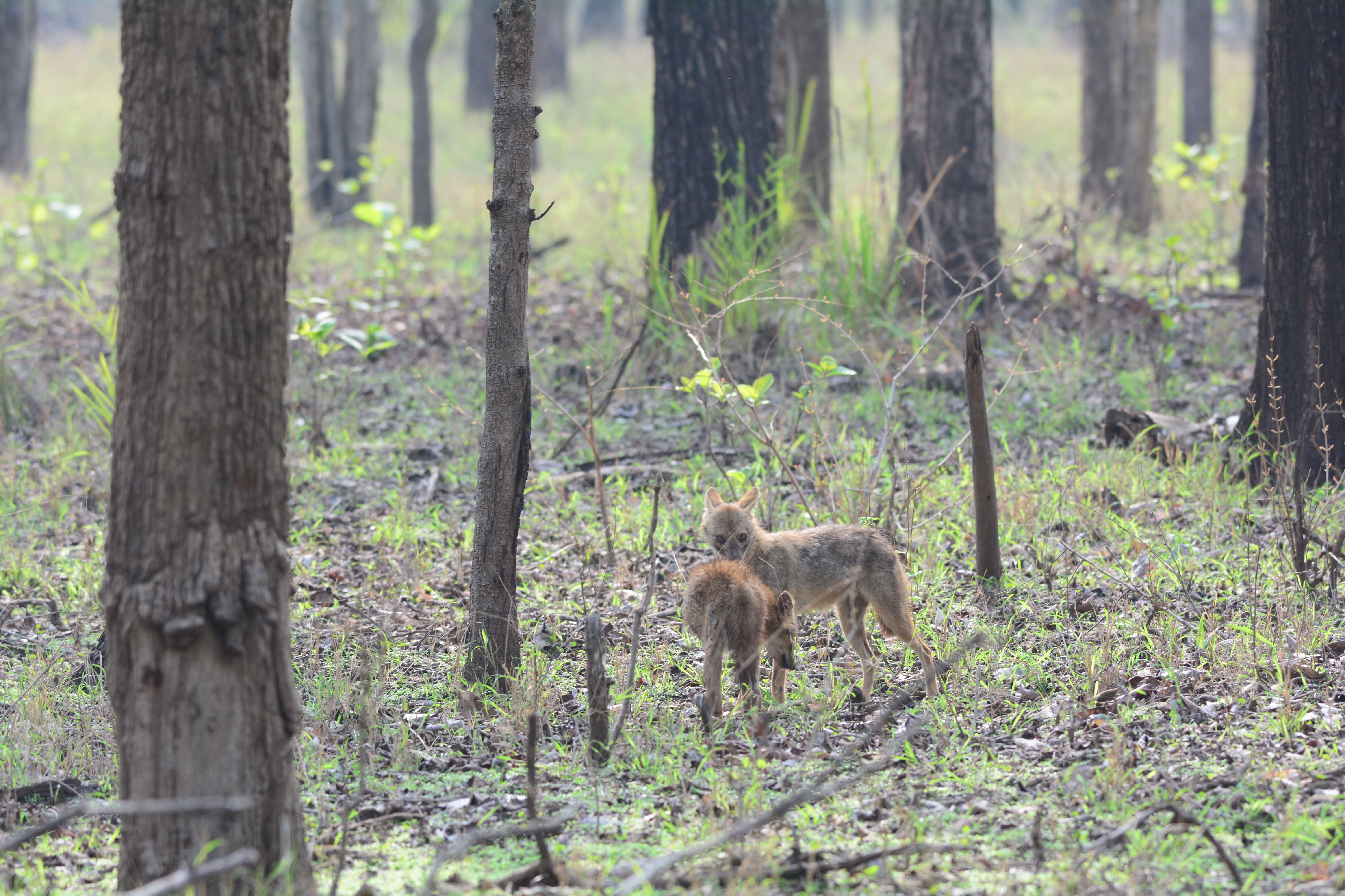 Image of golden jackal