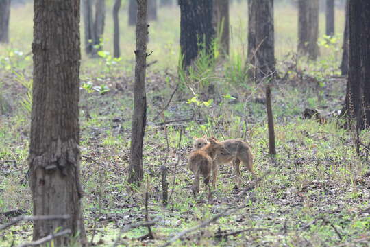 Image of golden jackal