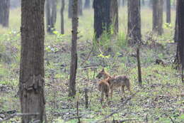 Image of golden jackal