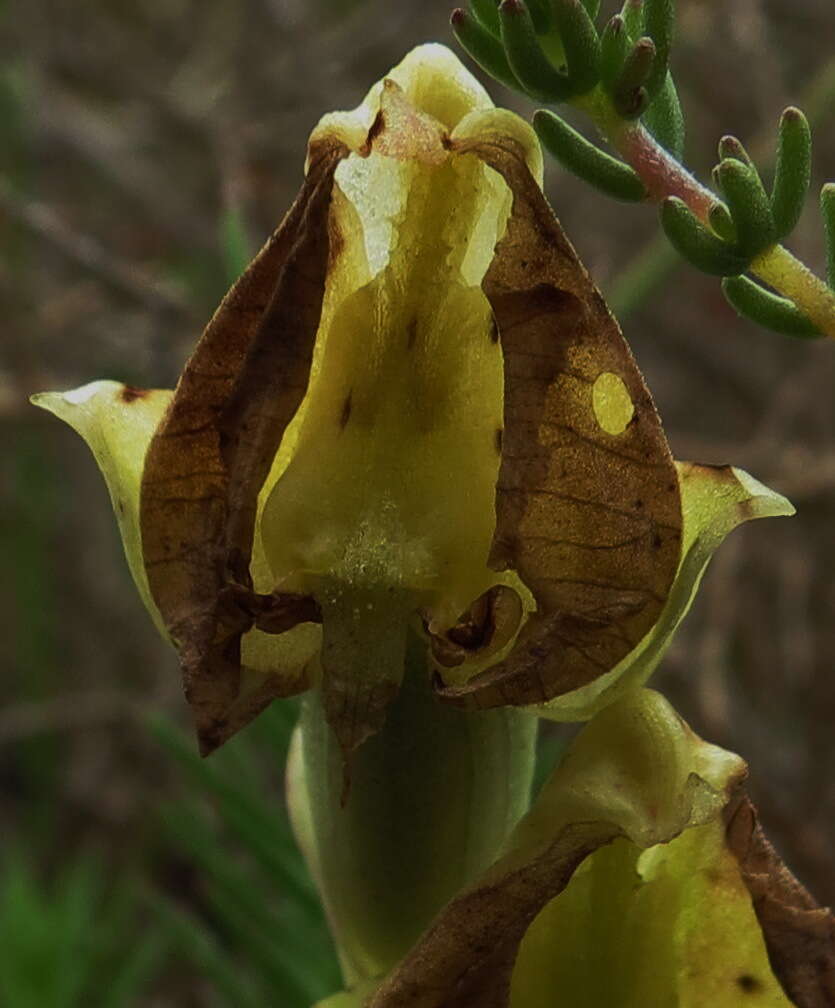 Image of Pterygodium catholicum (L.) Sw.