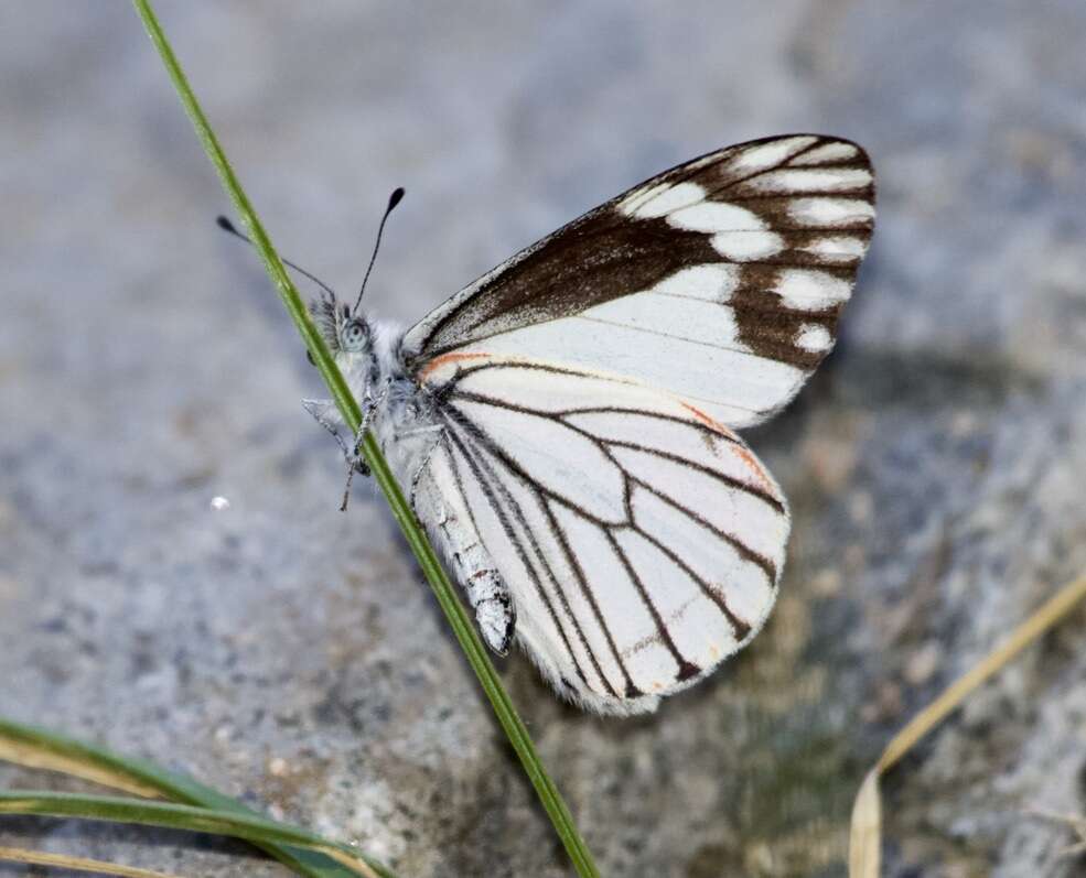 Image of Chiricahua White