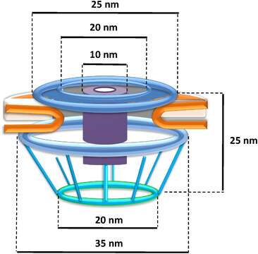 Plancia ëd Gemmata obscuriglobus