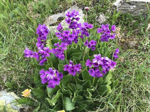 Primula latifolia Lapeyr. resmi