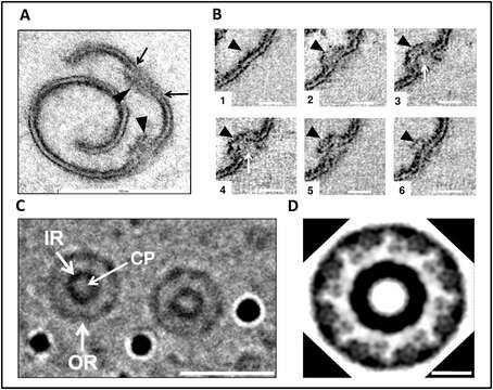 Plancia ëd Gemmata obscuriglobus