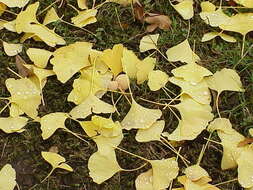 Image of Ginkgoopsida