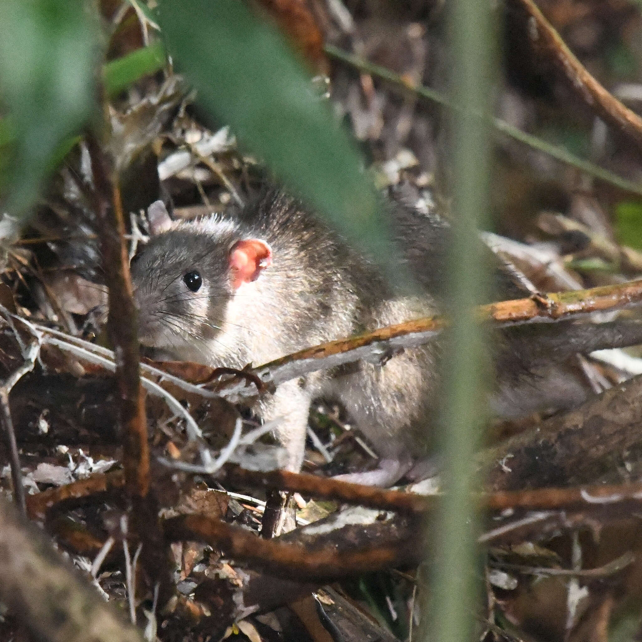 Imagem de Rattus tiomanicus (Miller 1900)