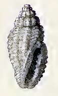 Image of Eucithara bascauda (Melvill & Standen 1896)