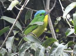 Image of Green Shrike-Vireo