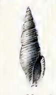 Image of Eucithara edithae (Melvill & Standen 1901)
