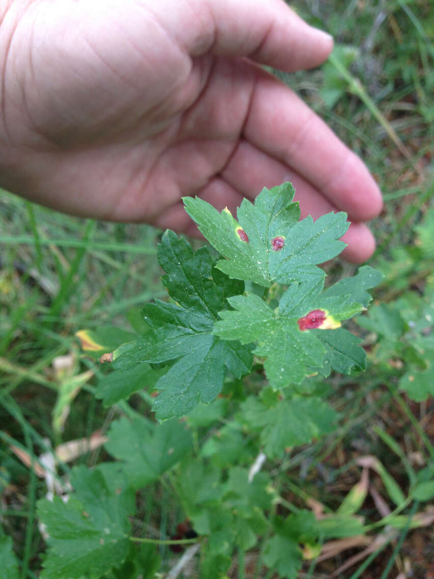 Image of Ribes inerme var. inerme