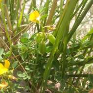 Image of longbeak rattlebox