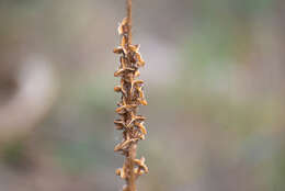 Image of Eremurus fuscus (O. Fedtsch.) Vved.