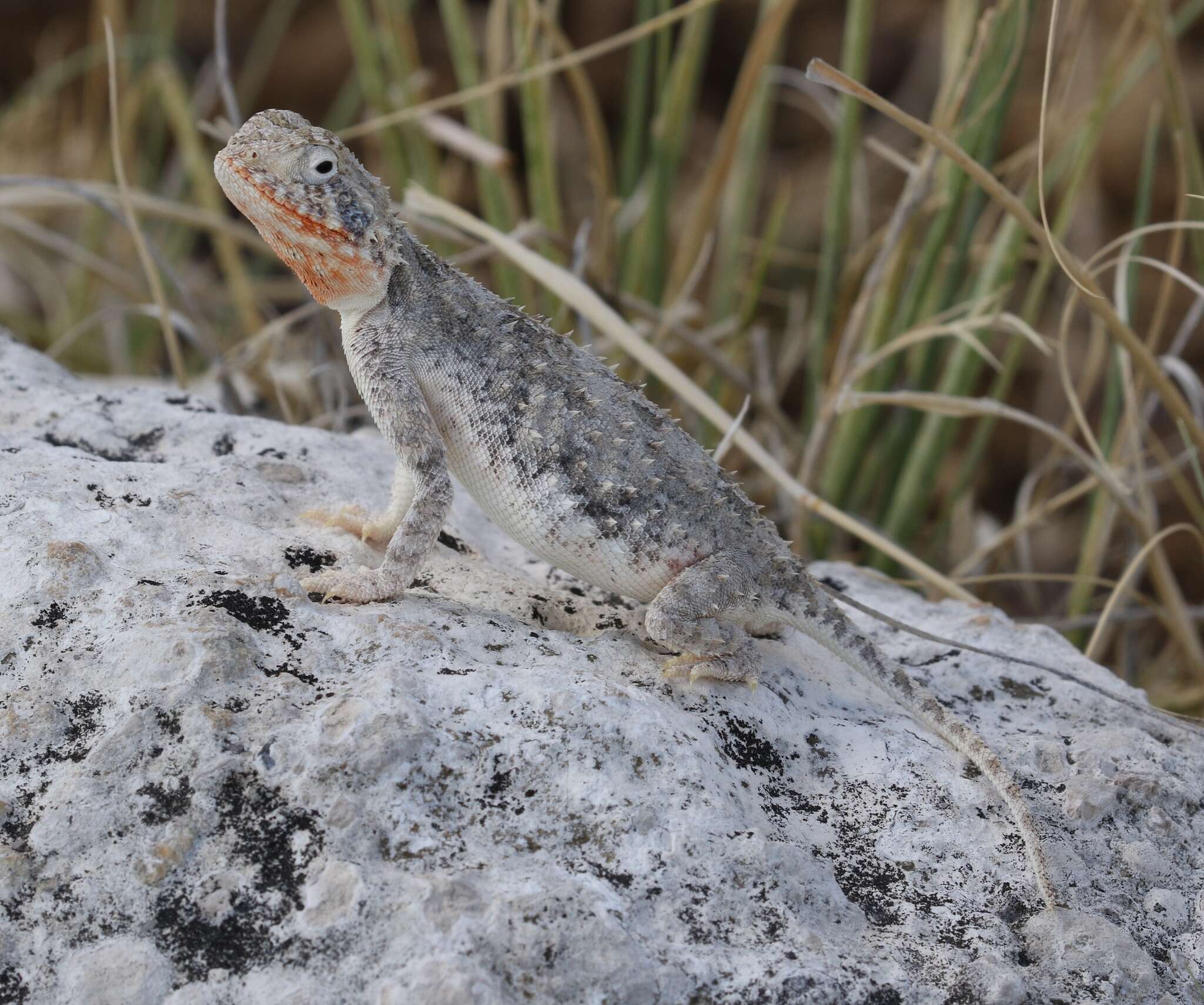 Image of Etosha Agama