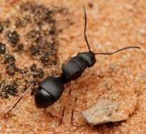 Image de Polyrhachis schwiedlandi Forel 1902