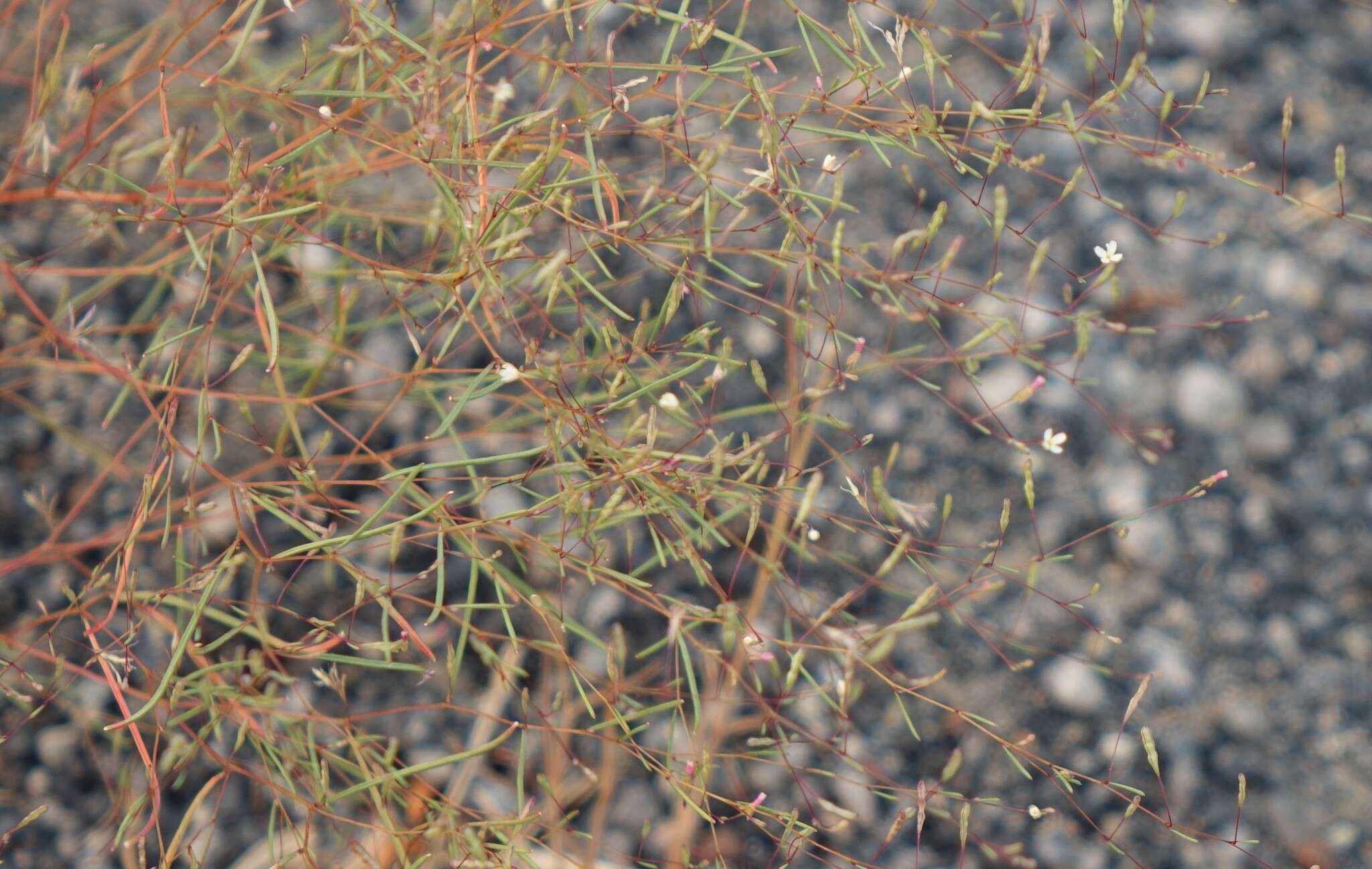 Image of pinyon groundsmoke