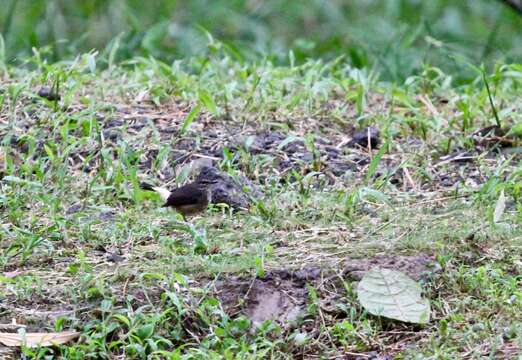 Myiothlypis fulvicauda (Spix 1825) resmi