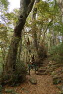 Imagem de Nothofagus moorei (F. Muell.) Krasser