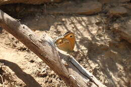 Image of Coenonympha dorus Esper 1782