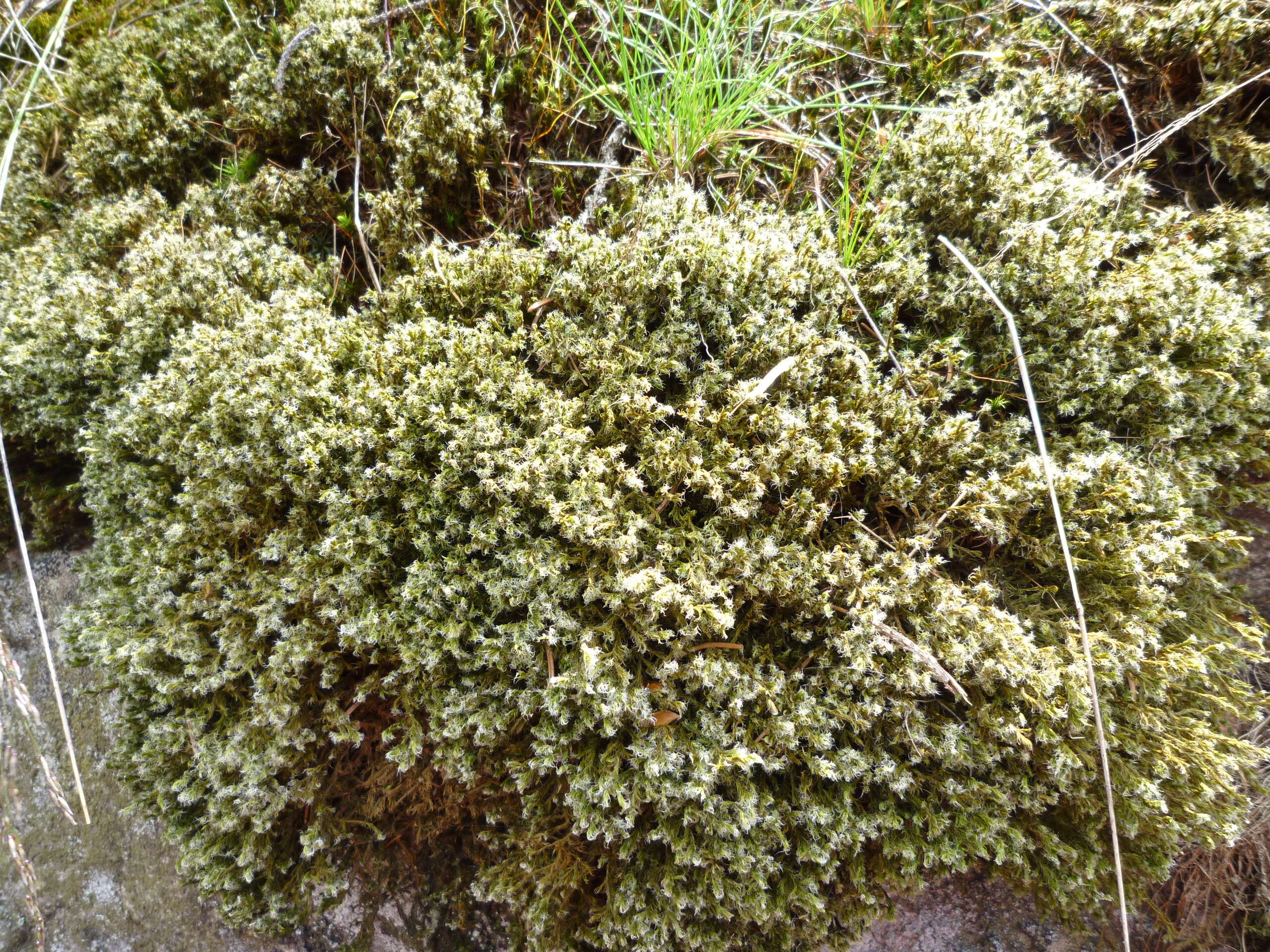 Image of racomitrium moss