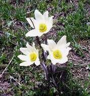 Imagem de Pulsatilla alpina (L.) Delarbre