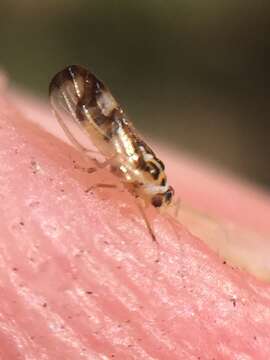 Image of Jumping plant lice