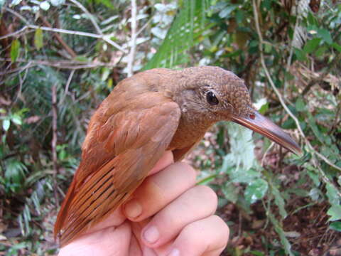 Image of Hoffman's Woodcreeper