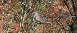 Image of Black-chinned Sparrow