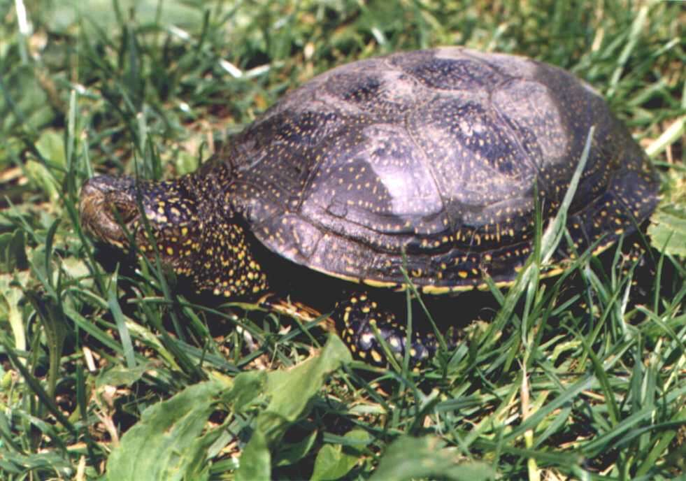 Imagem de Cágado-de-carapaça-estriada