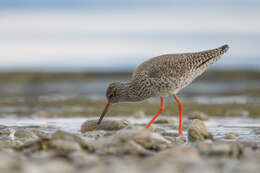 Image of Common Redshank