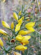 Image of Dwarf Gorse