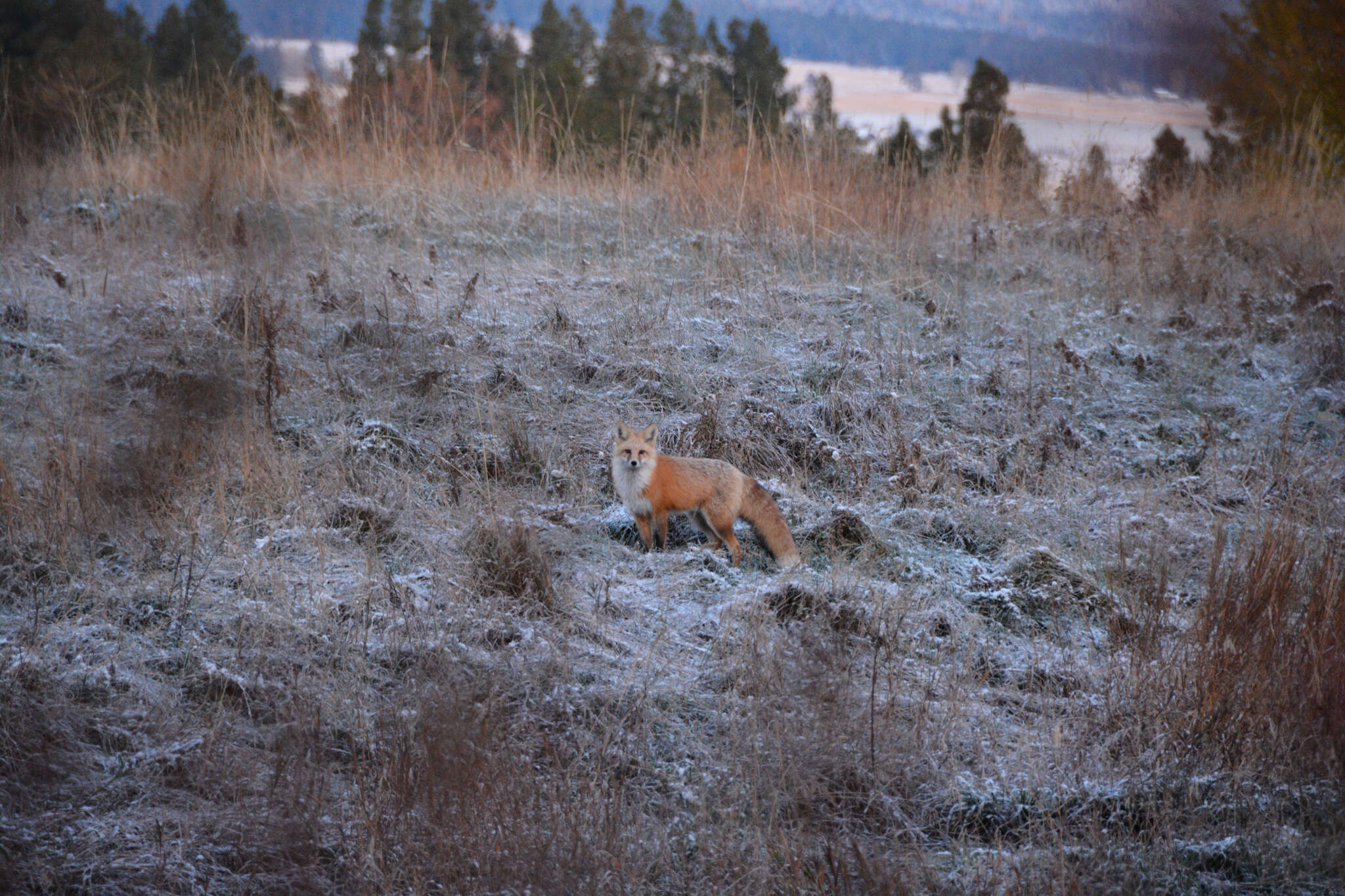 Image of Vulpes vulpes macroura Baird 1852