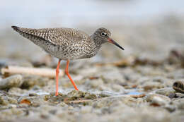 Image of Common Redshank